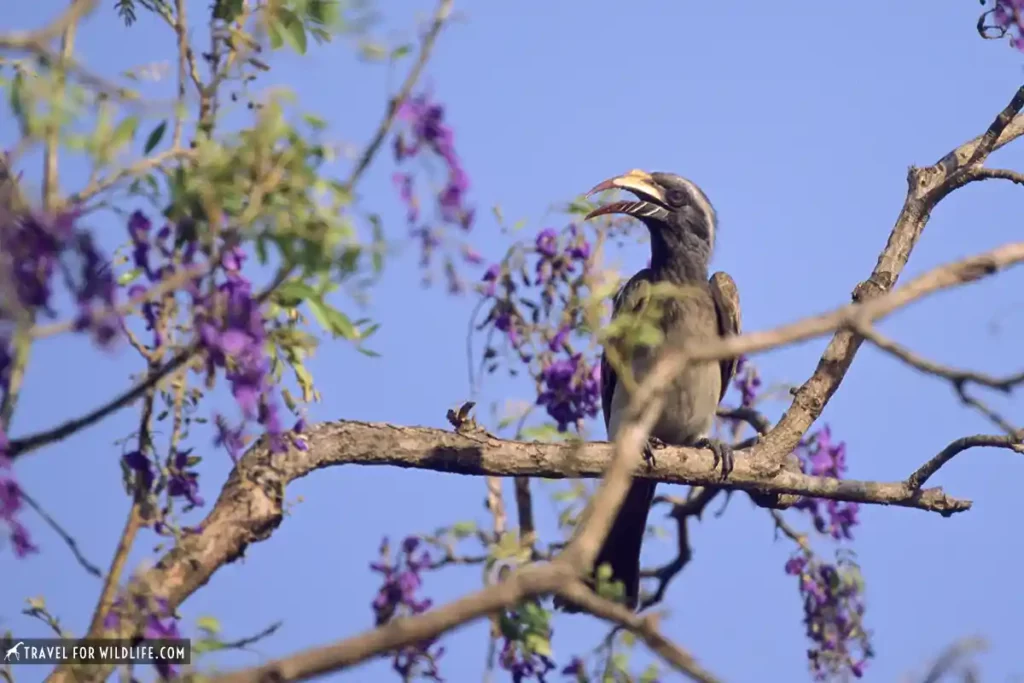 African grey hornbill perched on a jacaranda tree branch