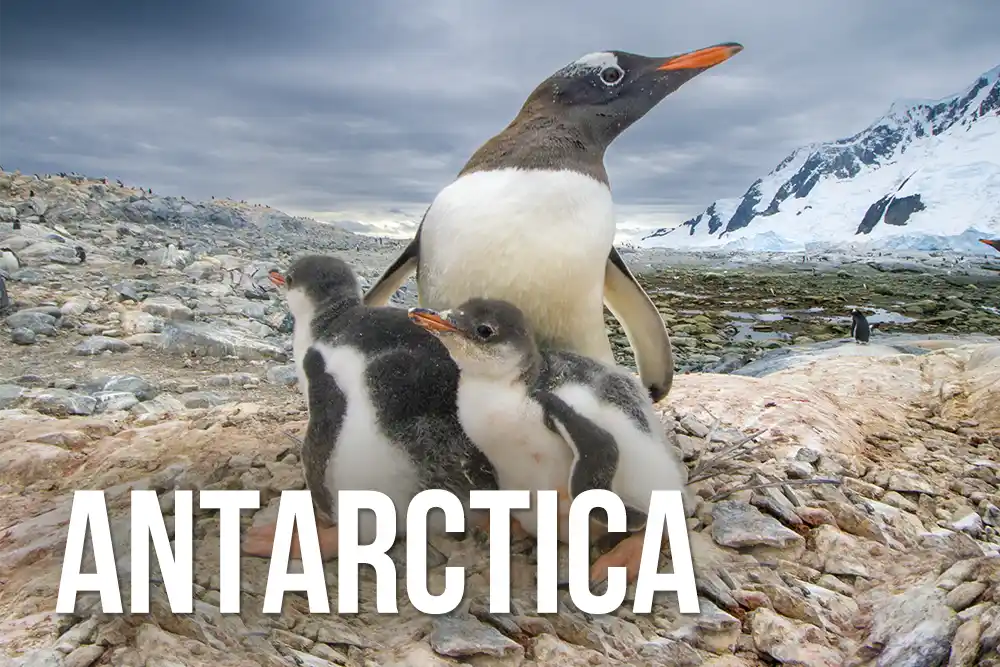 Antarctica wildlife