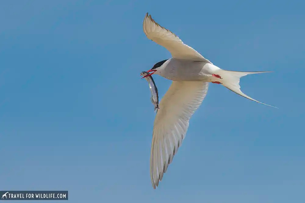 arctic tern flying with fish in beak