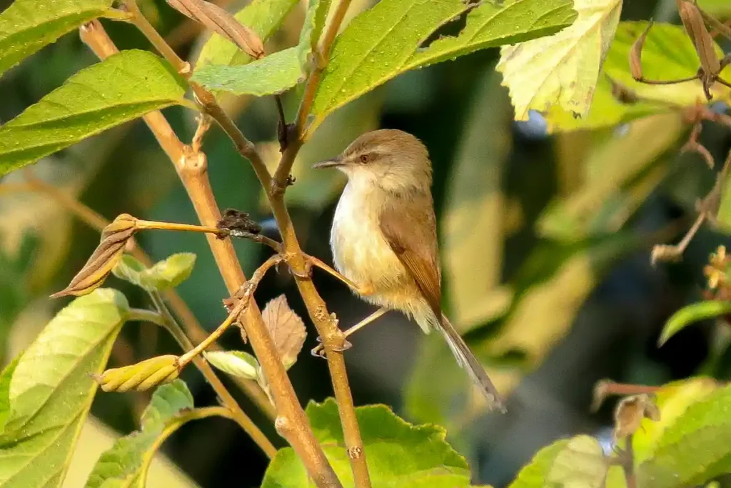 small bird in India