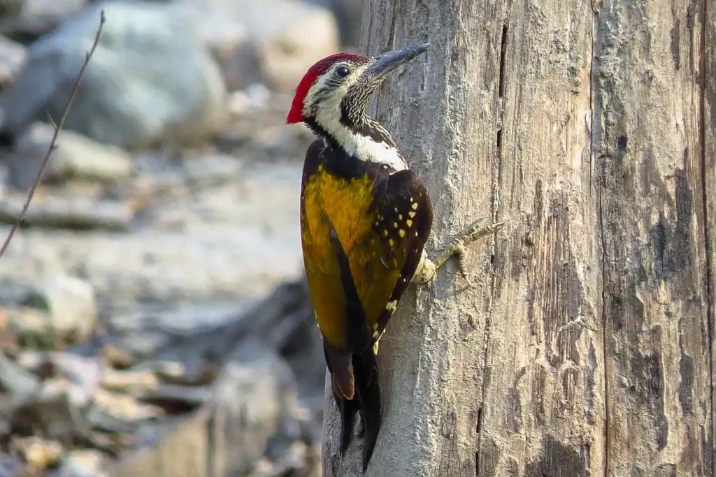 woodpecker, birding in india