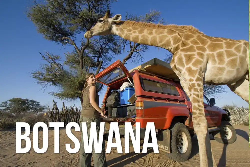 Botswana wildlife