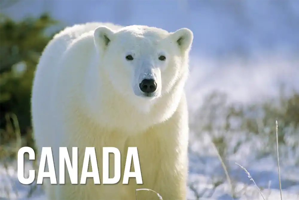 Canada wildlife