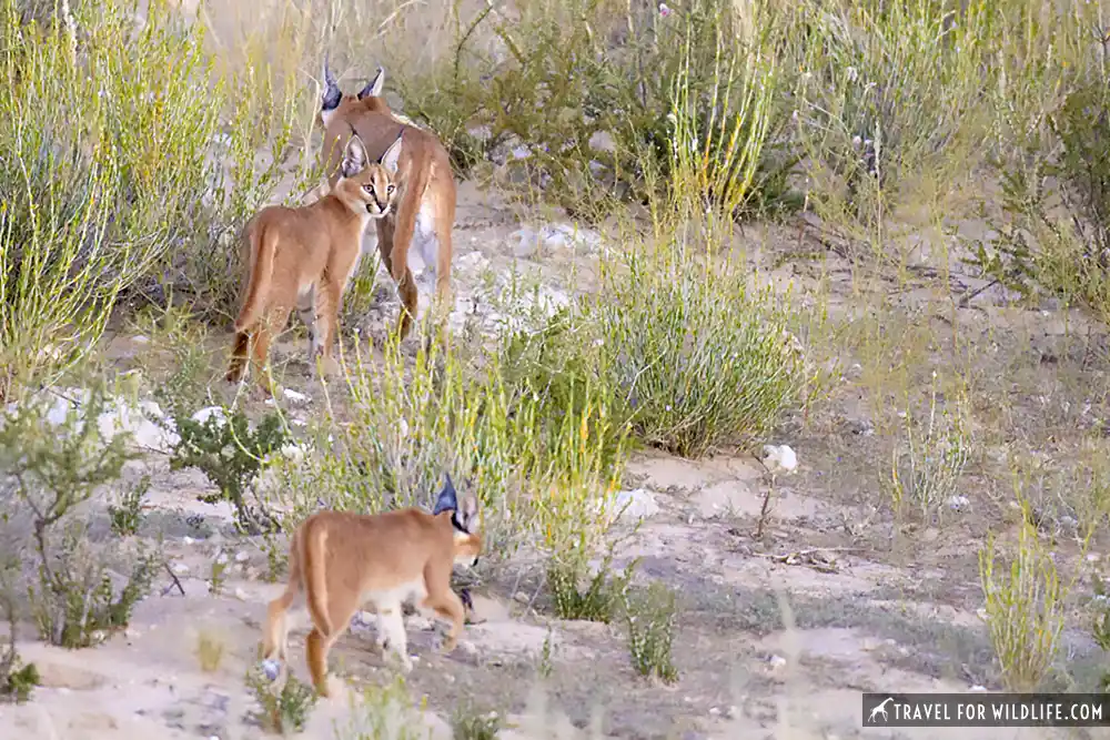 caracal kittens and mother at the Kgalagadi Transfrontier Park, South Africa