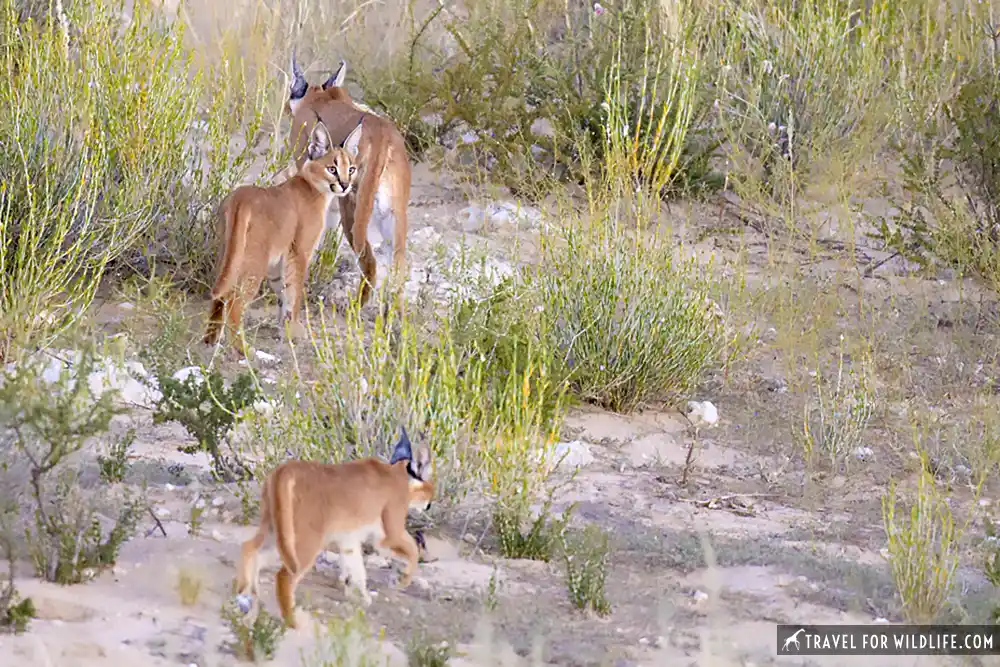 Caracals in the Kgalagadi Transfrontier Park