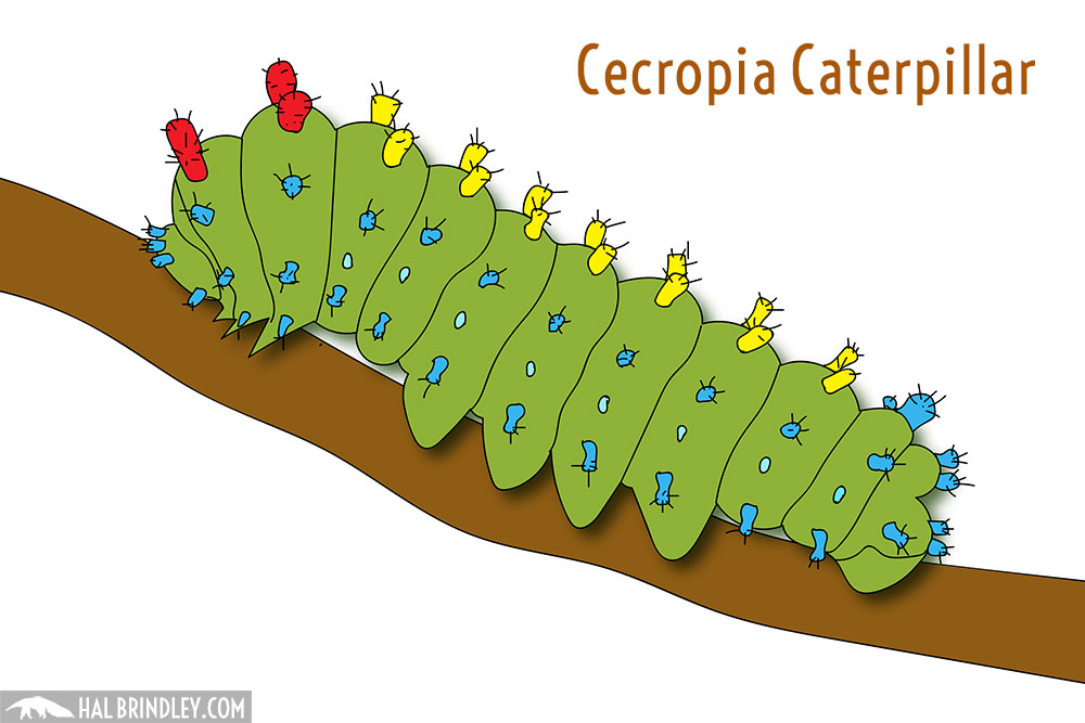 cecropia caterpillar