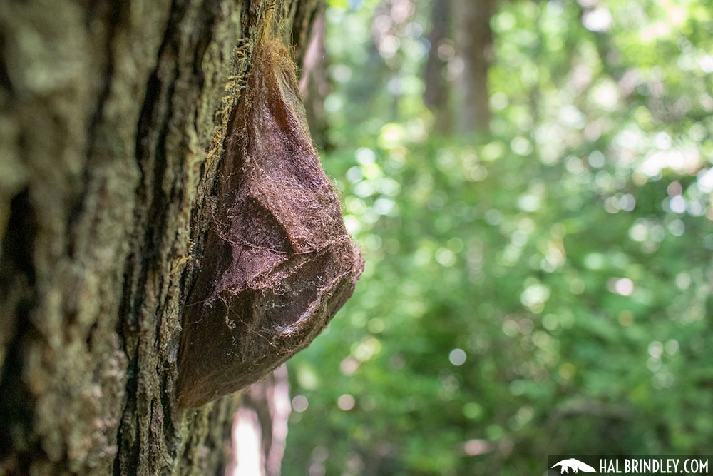 Cecropia moth cocoon