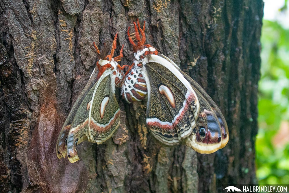 cecropia moths mating