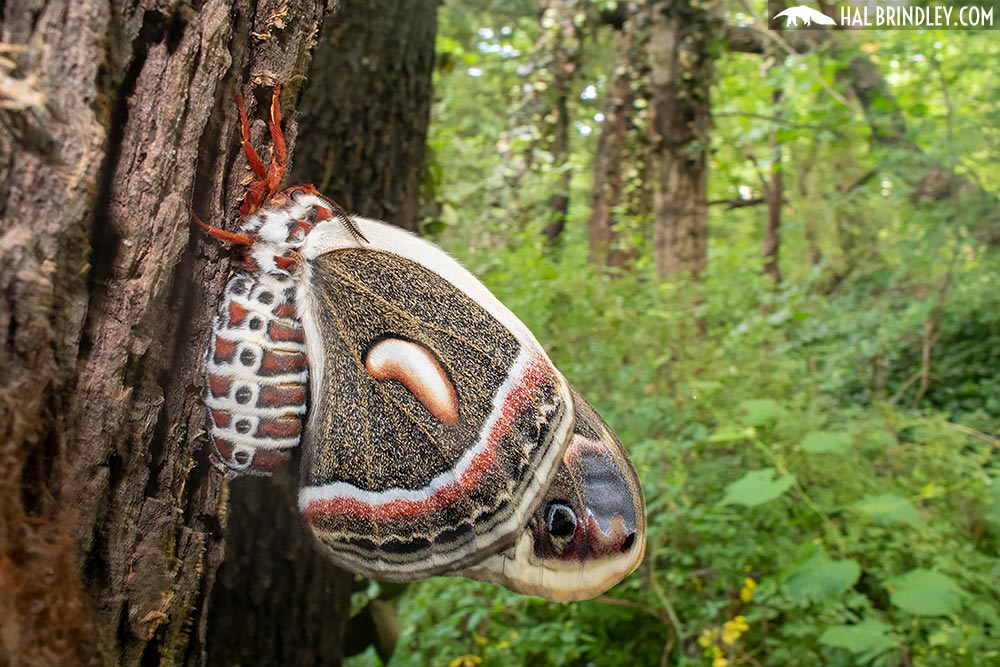 cecropia moth pheromones