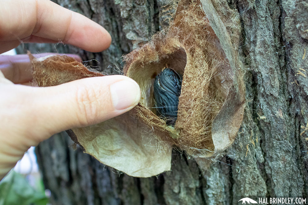 Cecropia moth pupa inside cocoon