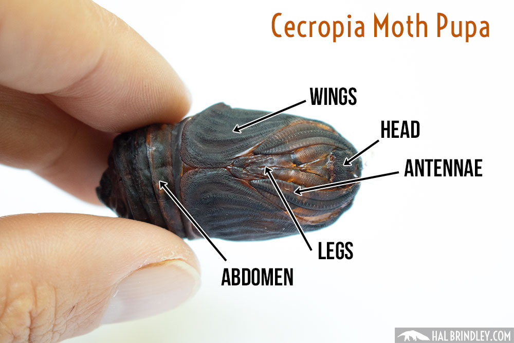 Cecropia moth pupa
