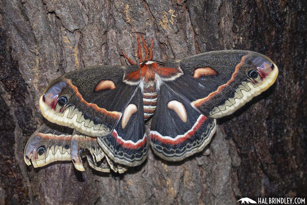 the largest moth: cecropia moth (Hyalophora cecropia)