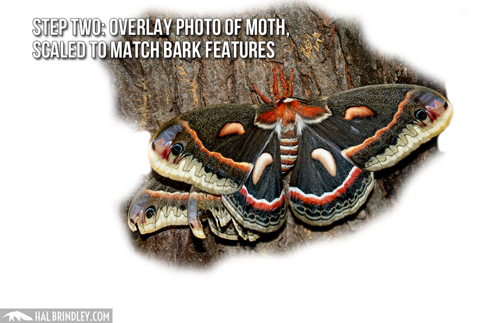 how to measure large moth