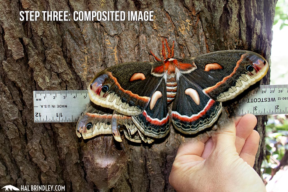 measuring biggest moth