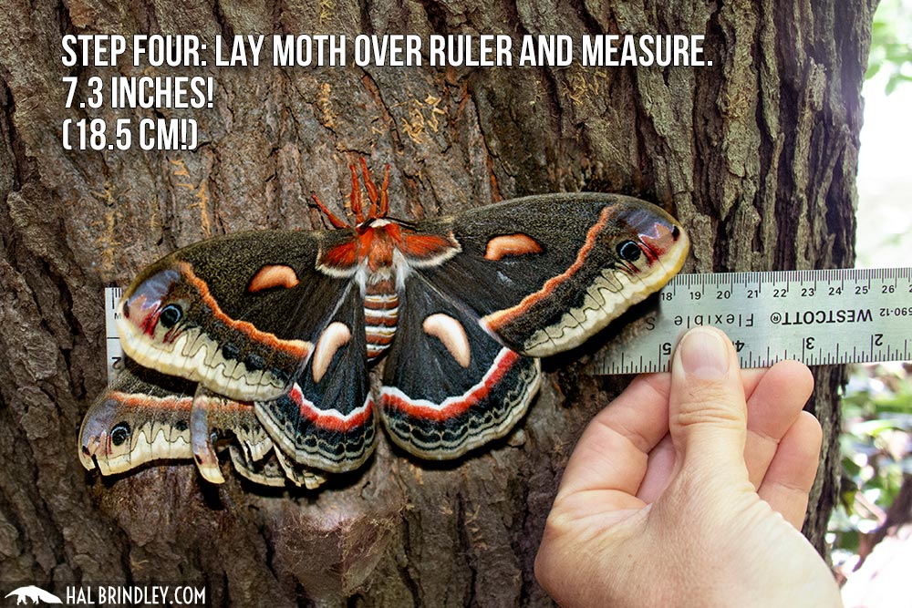 cecropia moth wingspan