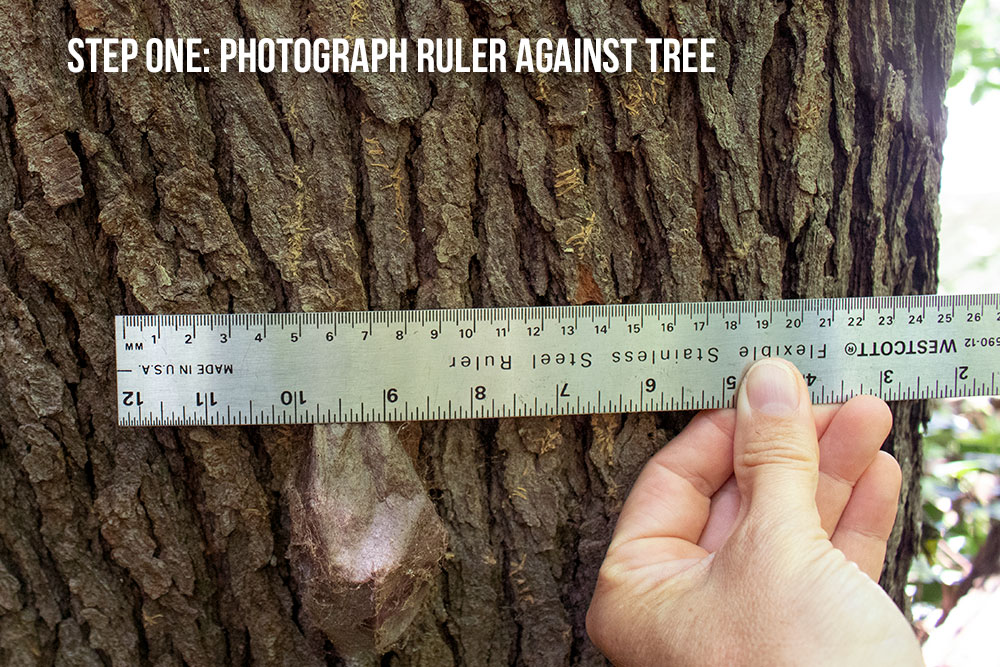 photograph a ruler where the cecropia moth was