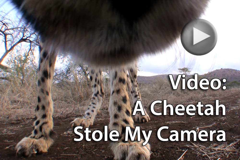 Video: a cheetah stole my camera