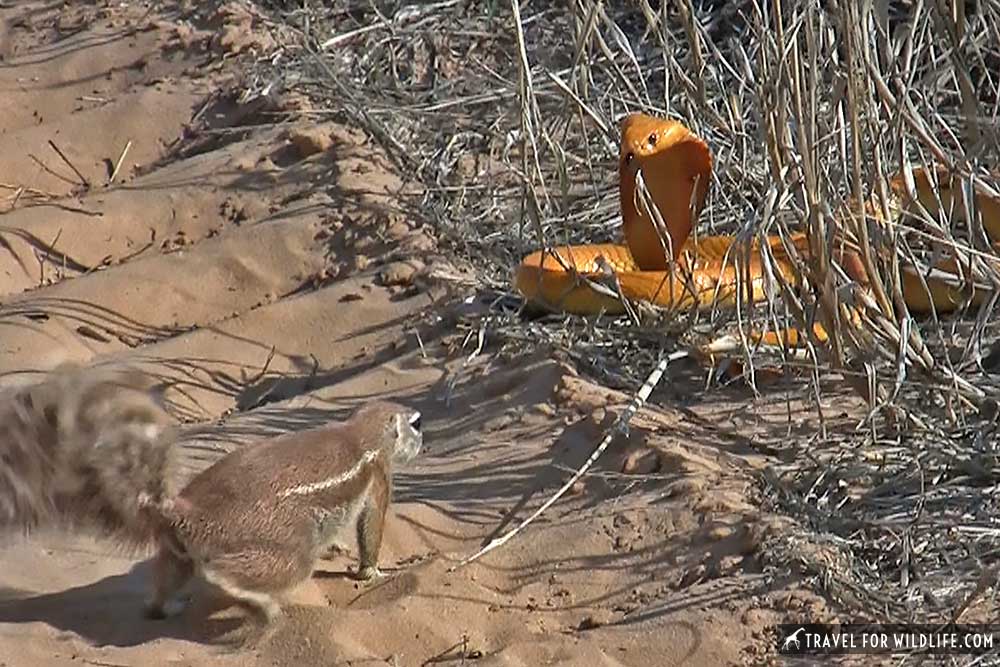 Cobra vs Ground Squirrel, Kgalagadi