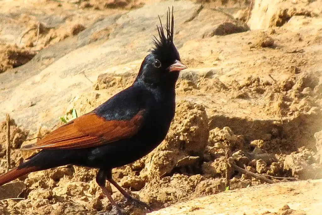 crested bunting portrait, Indian bird