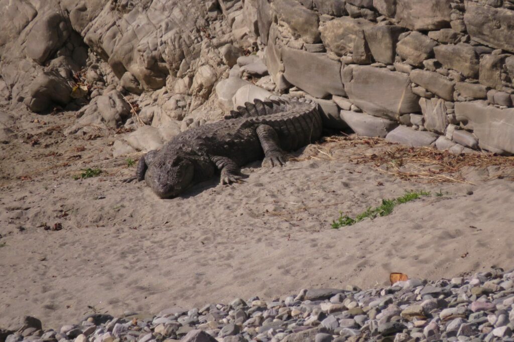 Crocodile in India