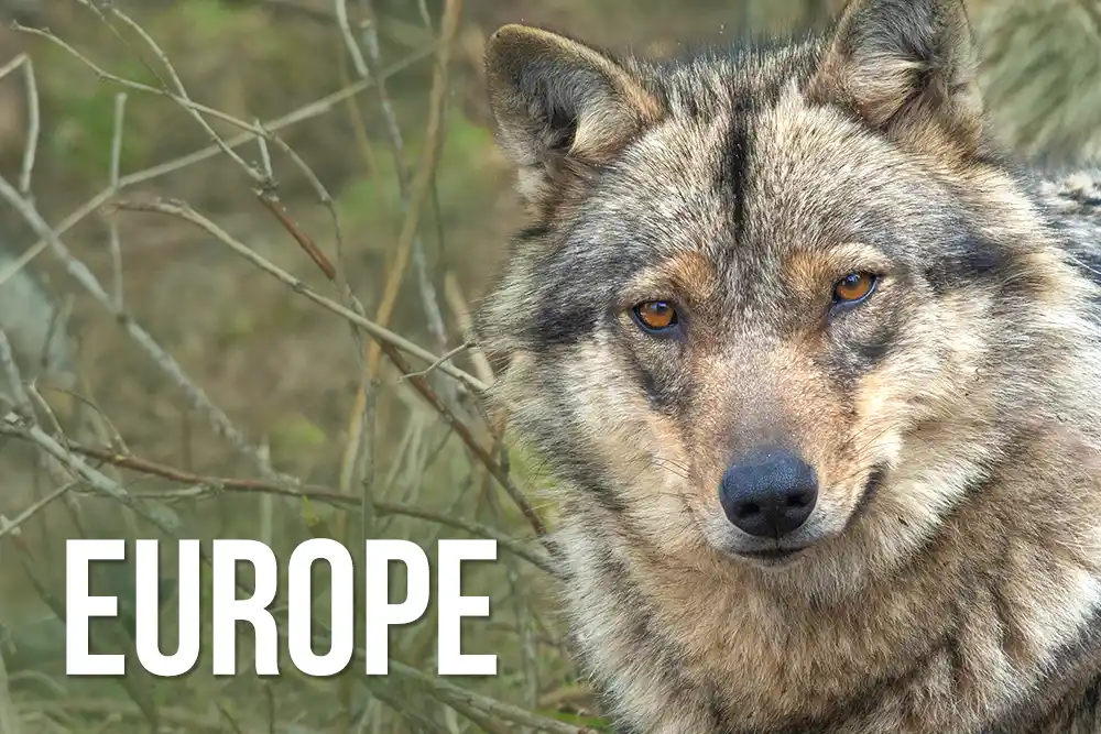 Europe wildlife
