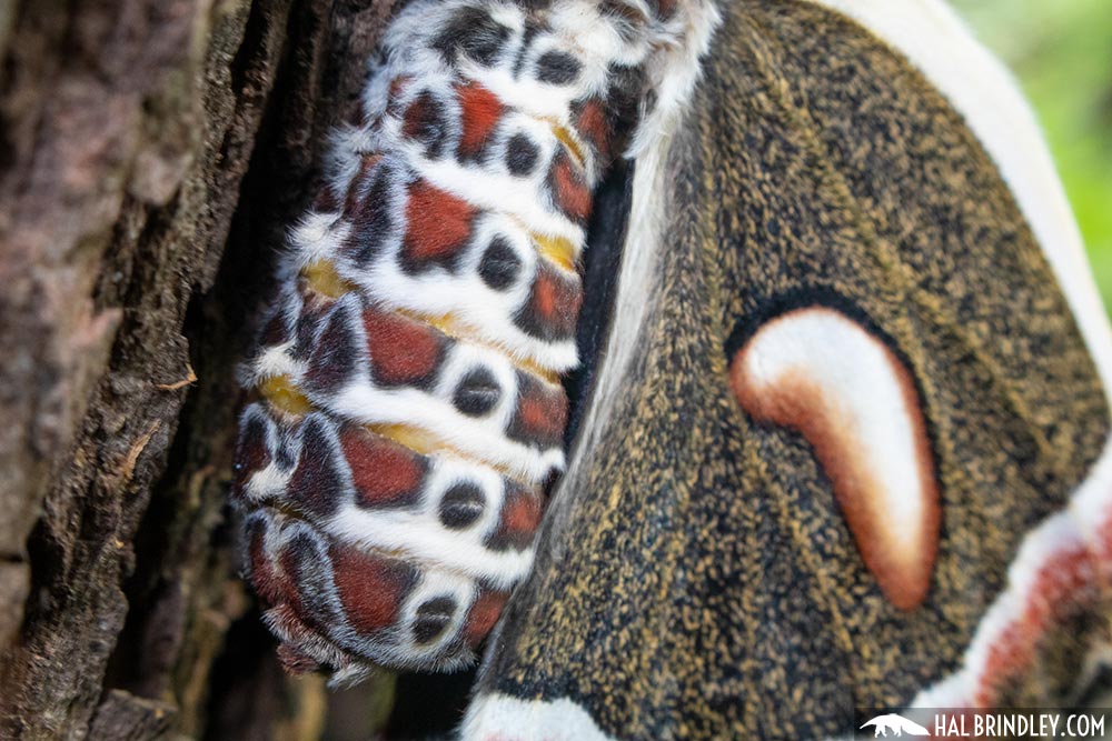 female cecropia moth abdomen