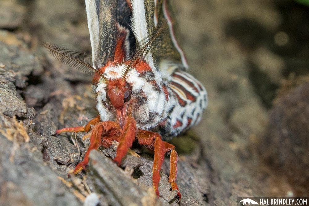female cecropia moth antennae