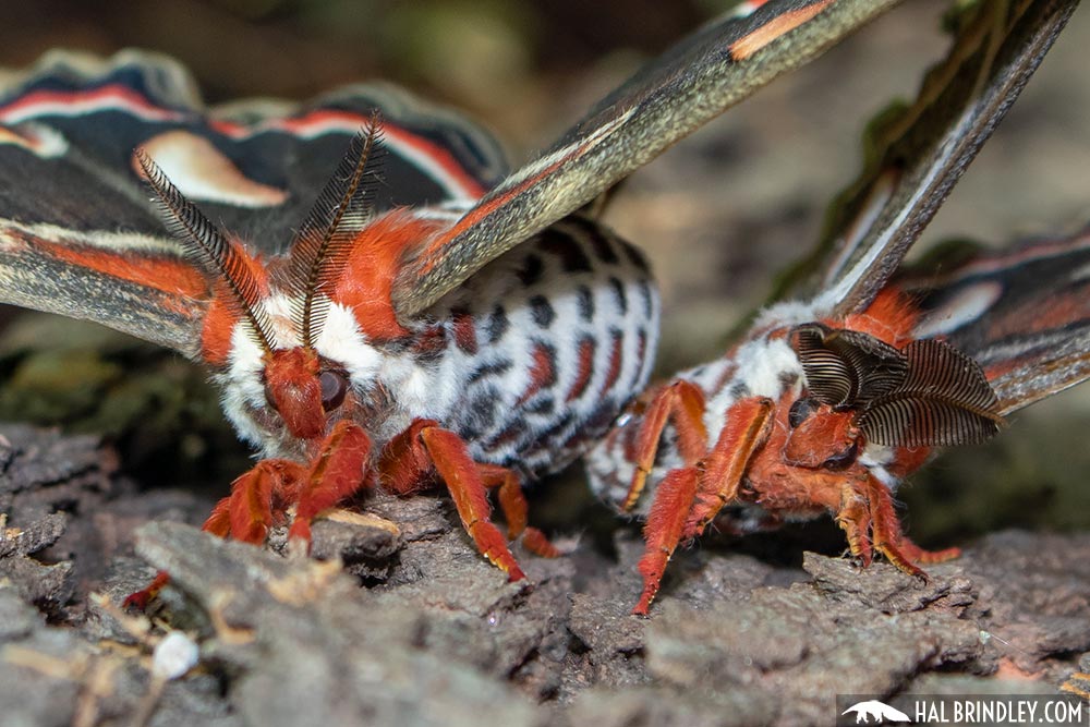 female vs male cecropia moth