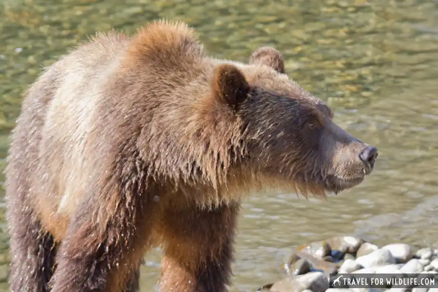 Grizzly bear tour Tweedsmuir Provincial Park