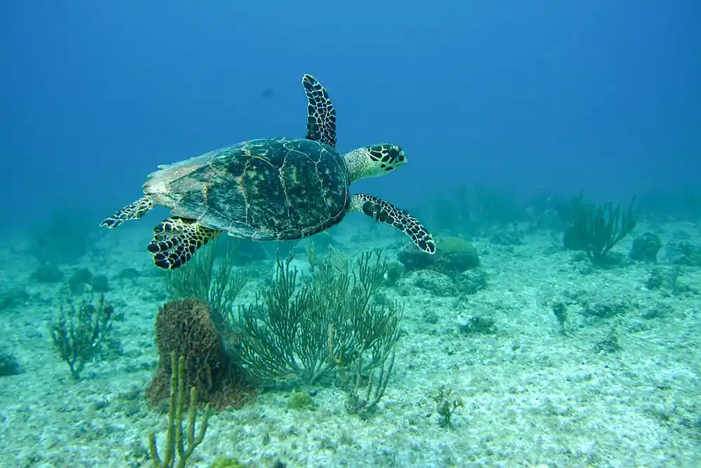 Save the hawksbill sea turtle