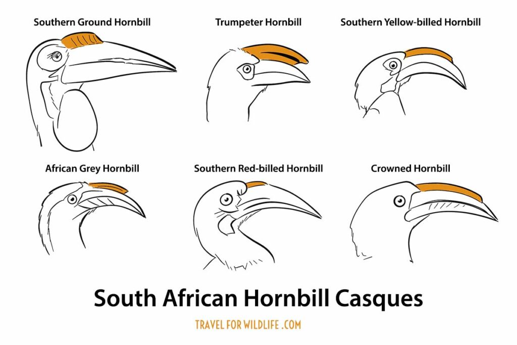 South African hornbill casques