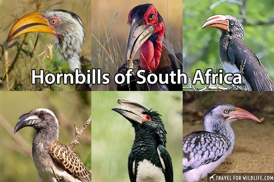 Hornbills of South Africa