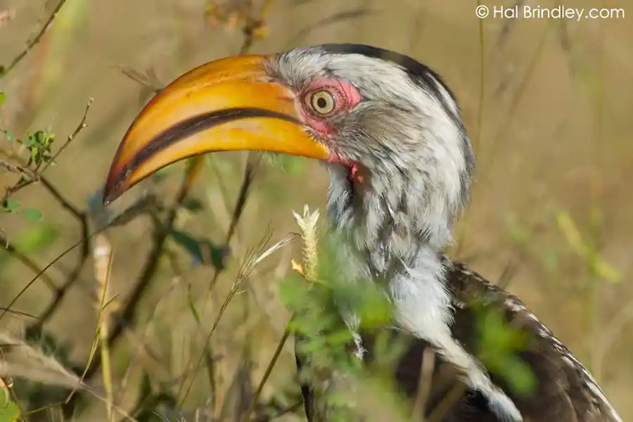 Hornbills of South Africa