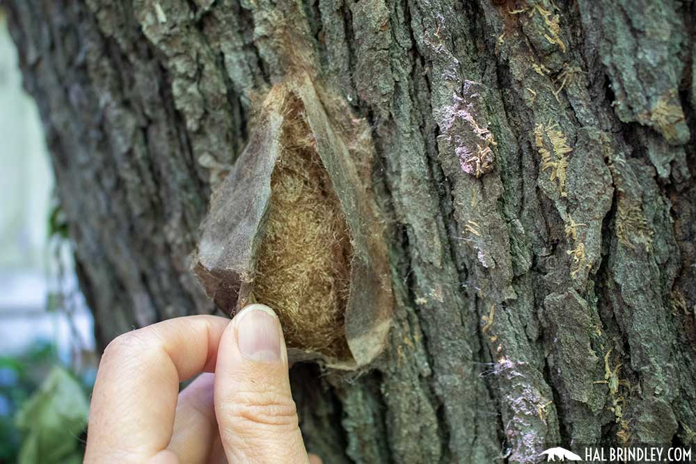 layers in Cecropia moth cocoon