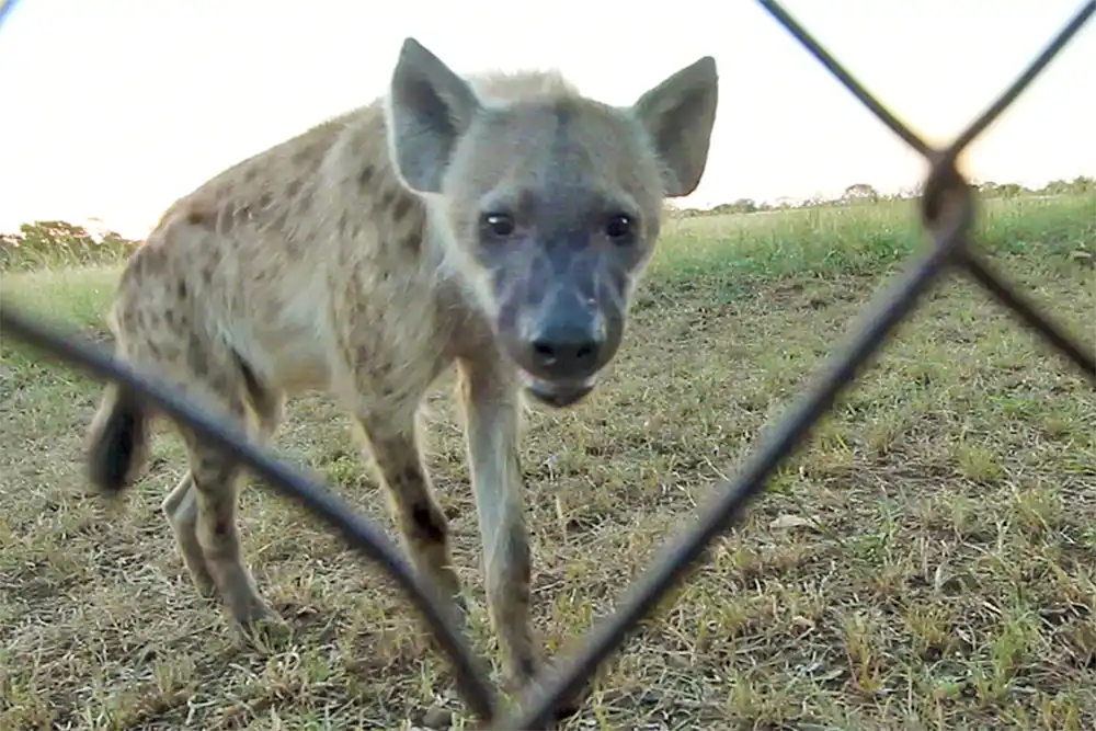 Hyena, animals in Kruger, South Africa