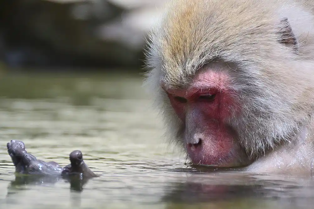 Snow monkeys Japan