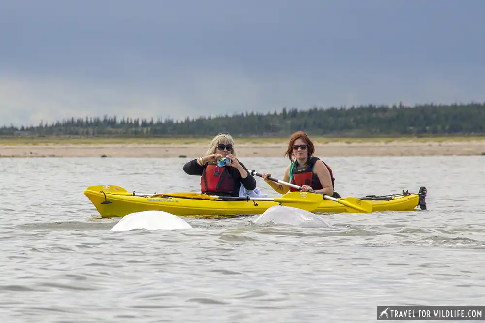 two kayakers in with water watching beluga whales