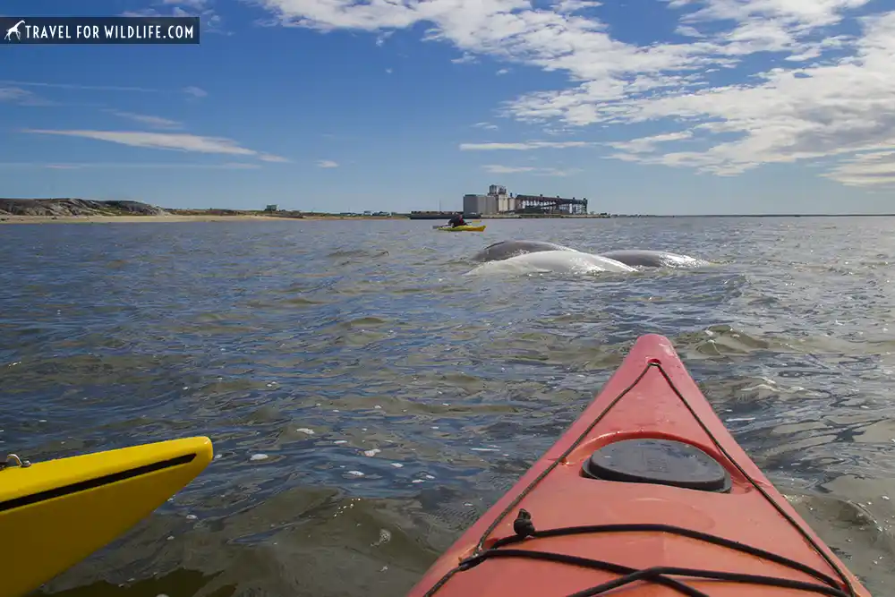 kayaking with belugas in Churchill