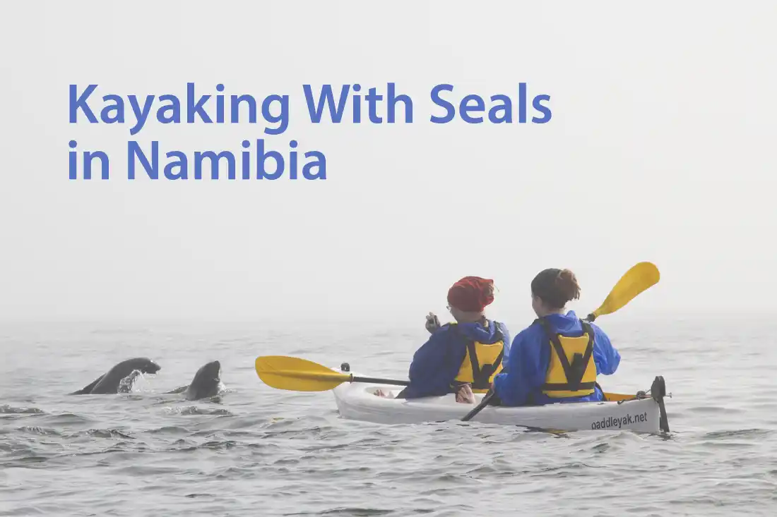 kayaking with seals in Namibia