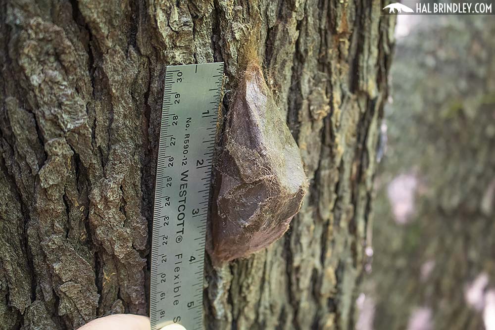 Cecropia moth cocoon