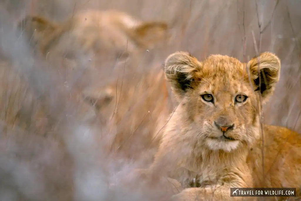 safari kruger national park lodges