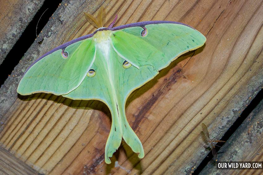 Luna Moth, one of the biggest moths in North America