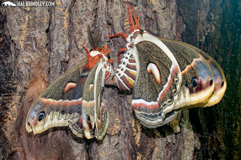 Cecropia moth female and cecropia male