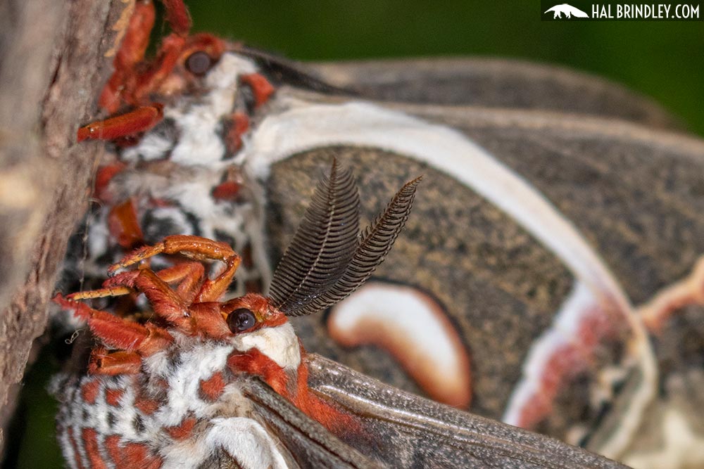 male Cecropia moth antennae