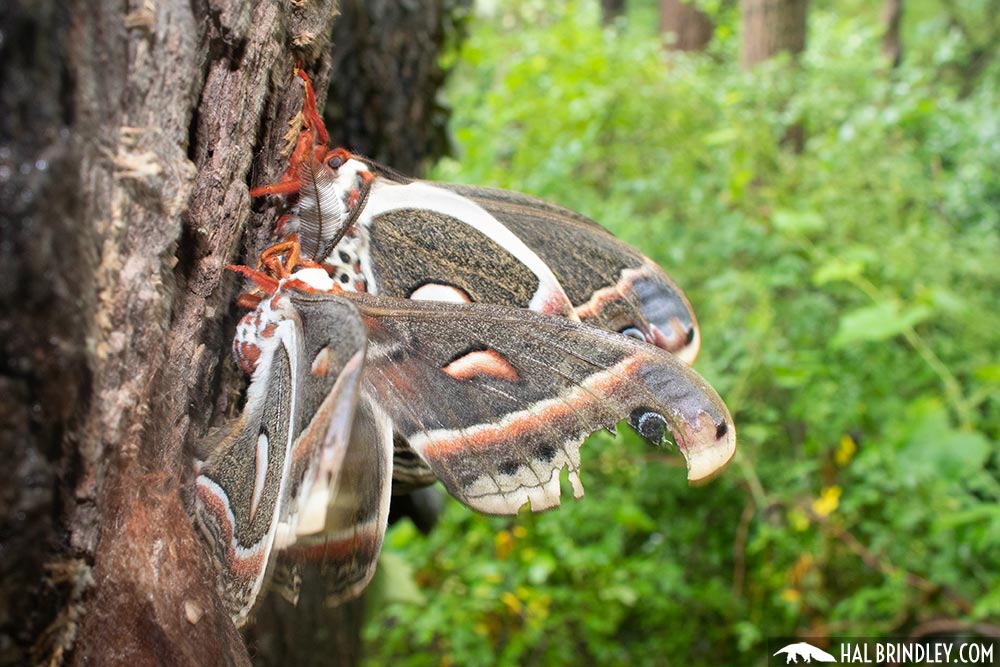 male vs female cecropia moth