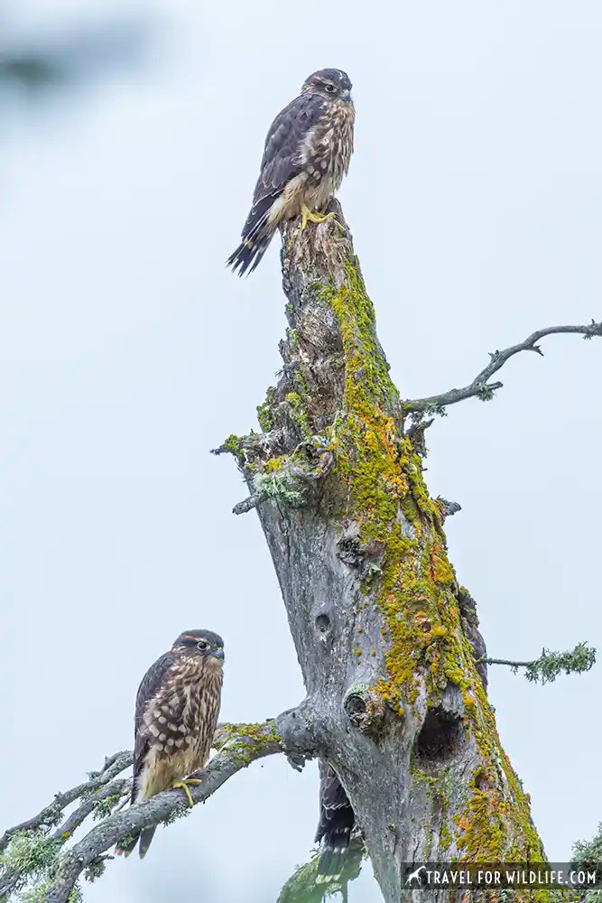 three merlins on a tree full of lichen