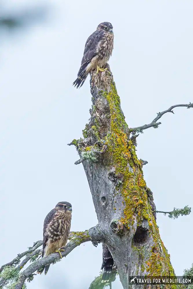 three merlins on a tree full of lichen
