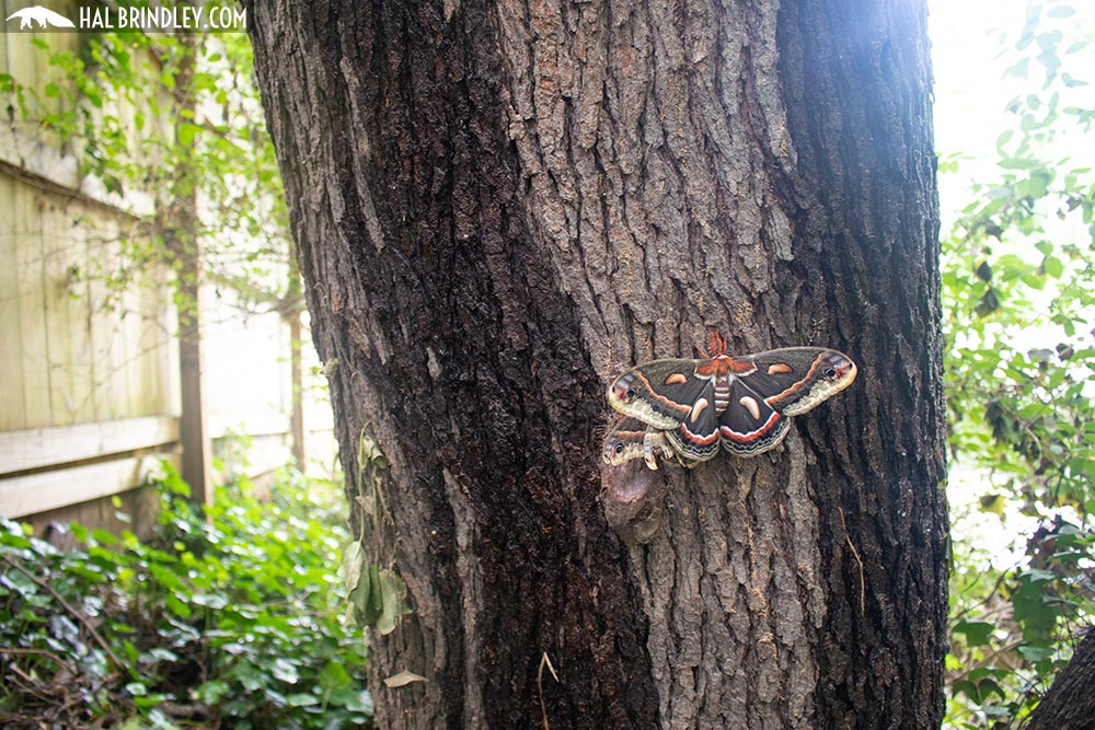 Cecropia moths mating