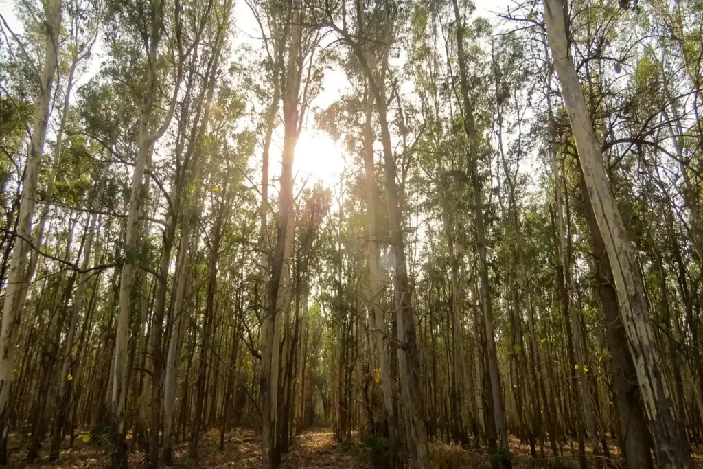 sunset in a forest in India