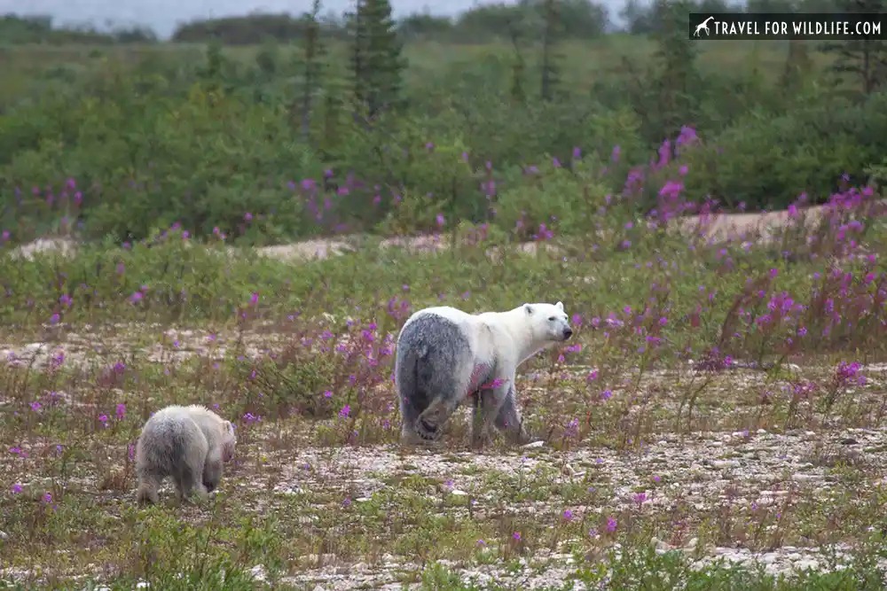 polar bear and cub in the fireweed